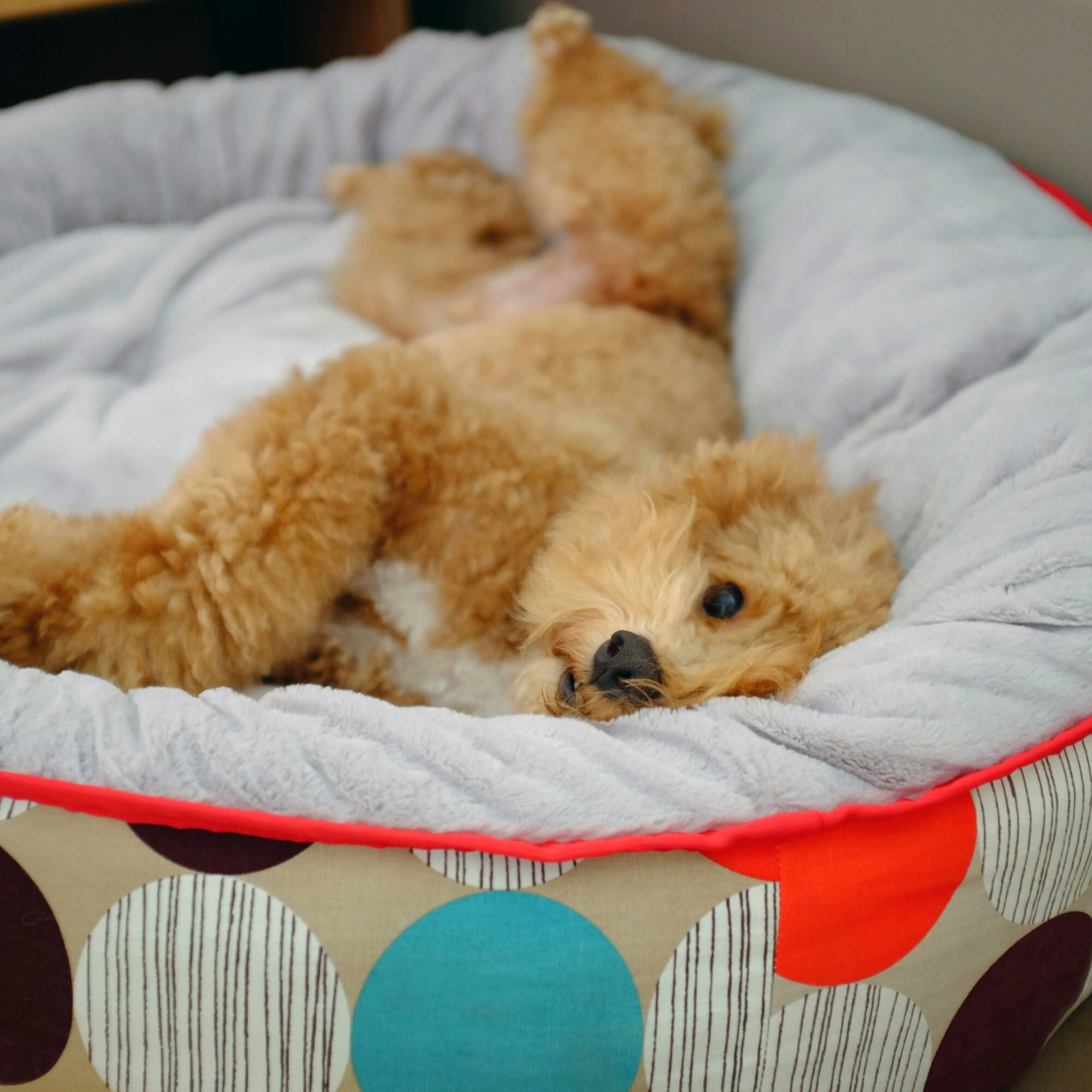 Pet Bedding