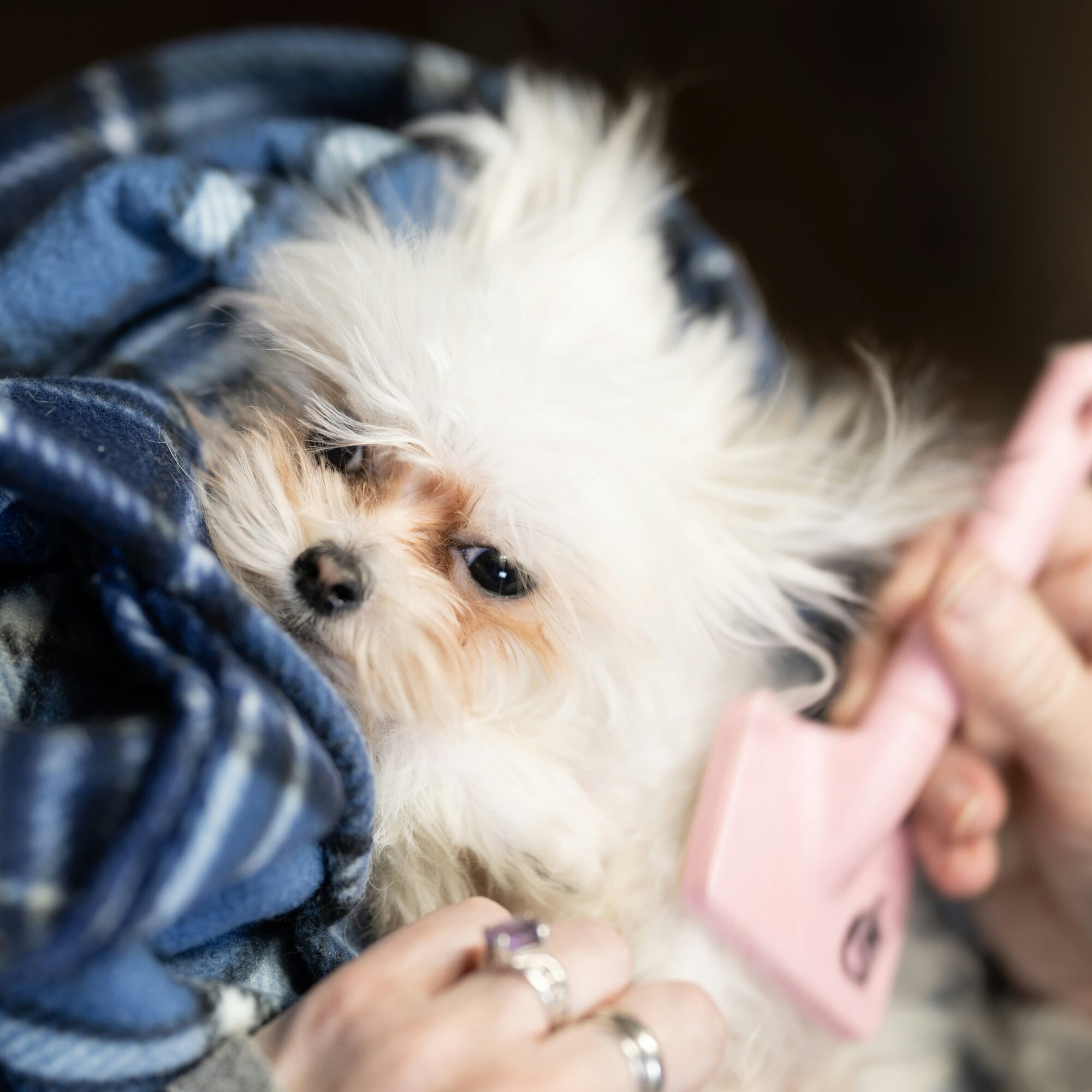 Pet Grooming