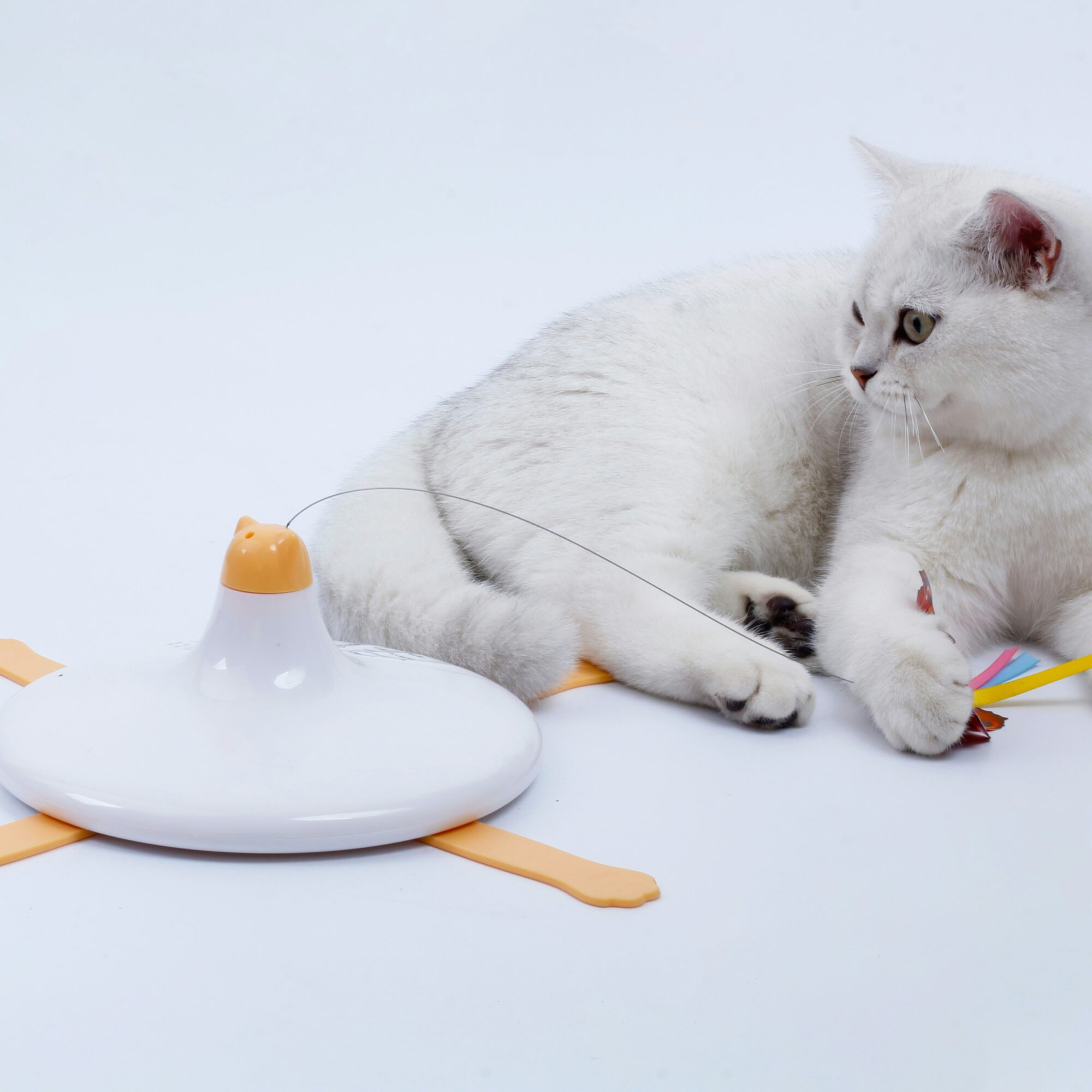 Pet Toys